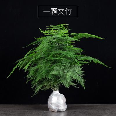 大文竹盆景图片