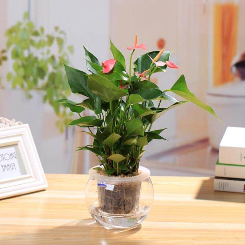 种植教室小盆栽植物迷你桌上红掌白掌卧室盆花桌面办公室花卉水.