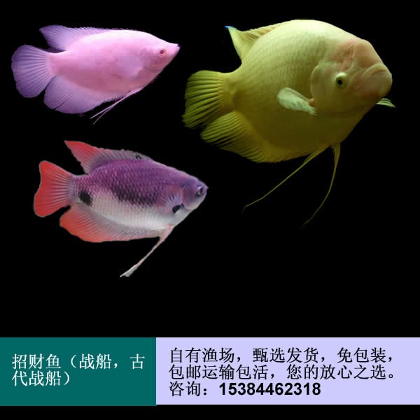 4、風水魚之一:招財魚可以和什麼樣的魚混在一起