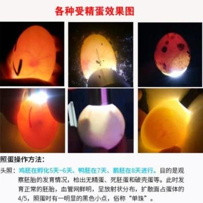 龟蛋孵化