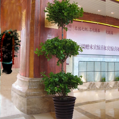 合肥开业盆景绿植摇钱树金钱树发财树盆栽绿萝幸福树公司乔迁庆.