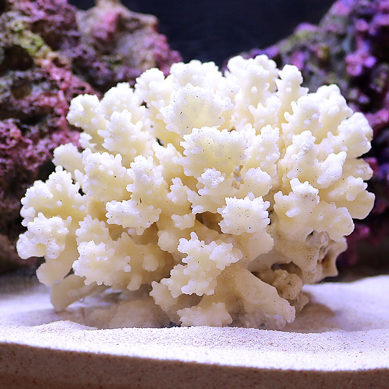 一折鱼缸造景珊瑚石礁装饰