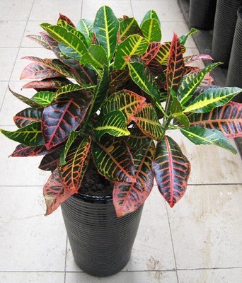 新品高档绿色植物盆栽花卉彩色竹芋洒金榕七彩树变色木趣味客厅