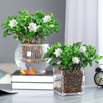 养多功能花草景观养植水下布已售0￥22￥22(1折)鱼缸绿植办公室摆件