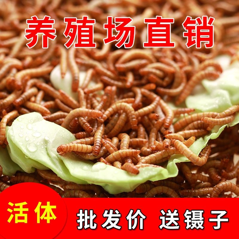 面包虫活虫黄粉虫鹦鹉鸡仓鼠龟鳖蛙鸟食龙鱼活食一斤钓鱼包邮蚂蚁