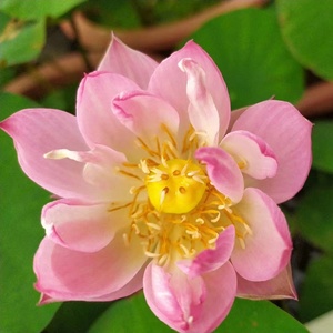 星火碗莲水培植物迷你中小型观赏荷花睡莲花根块盆栽水养荷藕苗.