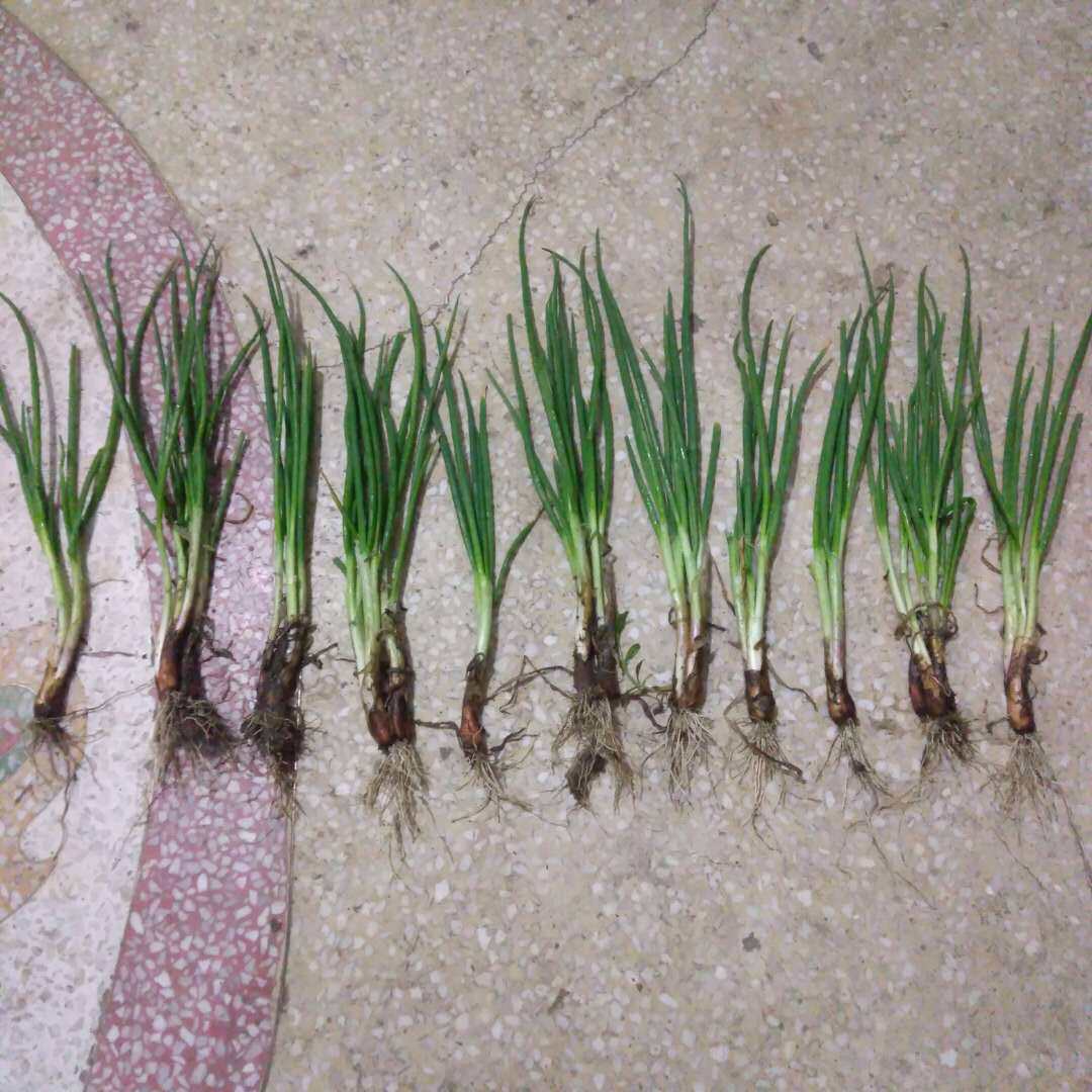 火葱红头种e头籽花种小香葱红葱葱苗小葱不含盆盆栽带根四季