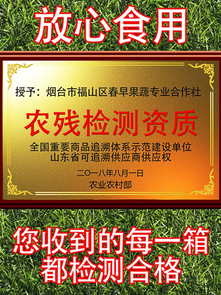 烟台黄水晶大樱桃当季国产车厘子新鲜水果包邮整m箱黄