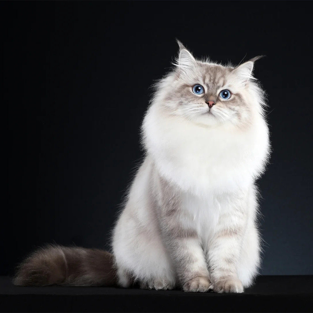 西伯利亚森林猫挪威森林猫涅瓦色美短英短正宗品种猫血统活体宠物