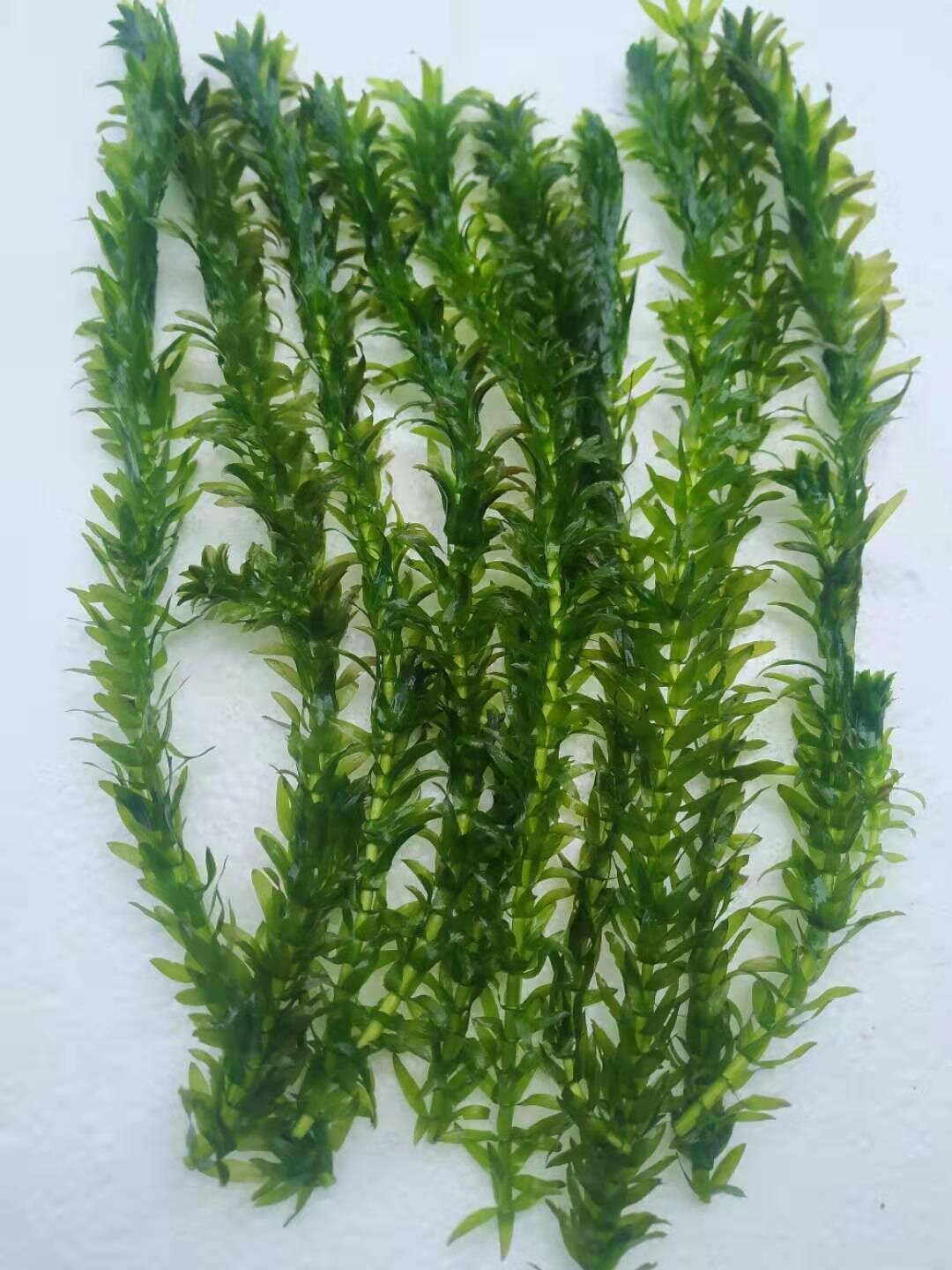 鱼虾草水草真耐懒人蜈蚣低温植物净水水鱼缸按斤冷水草景造蕴