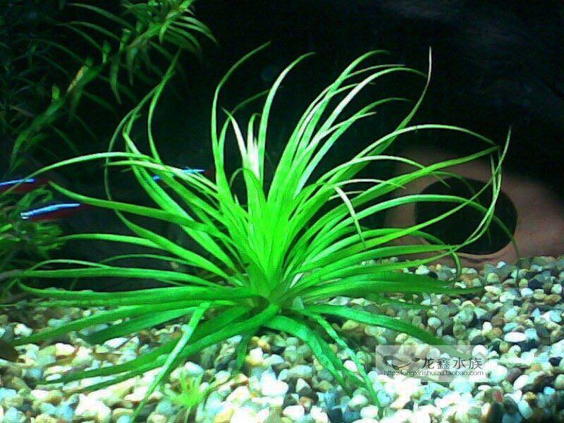 南美大宽叶古精谷精南美大叶古精水草前中景水草造景水草大株