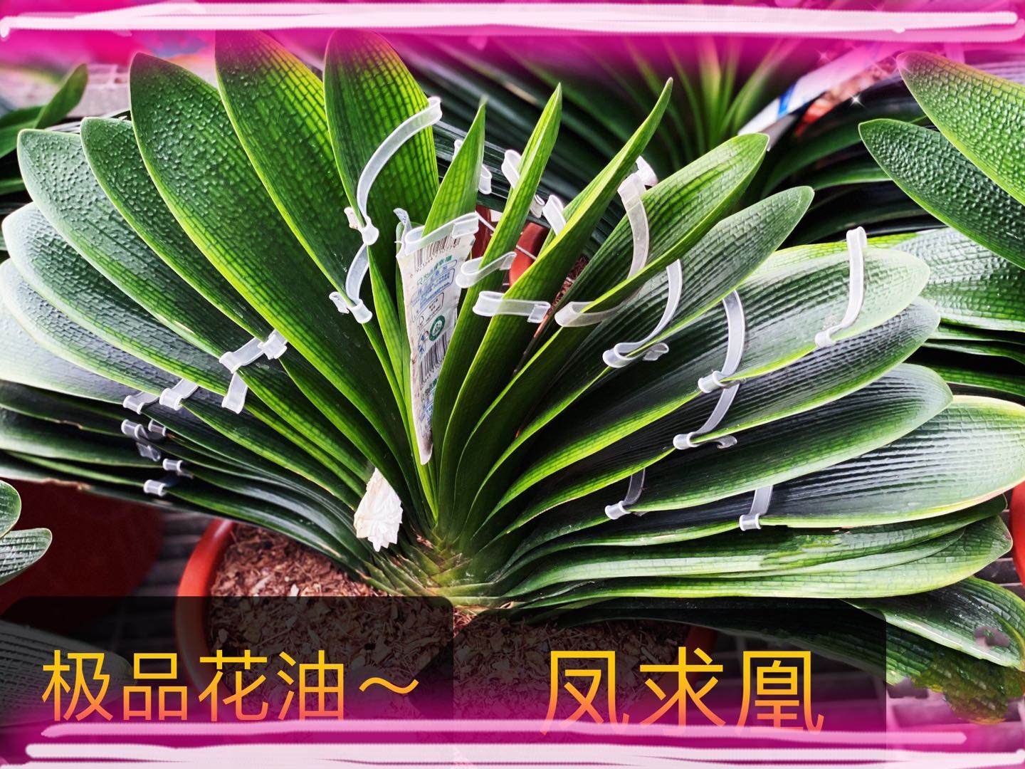 长春新款名贵君子兰大小苗花脸油匠短叶麻脸圆头和尚花卉室内盆.