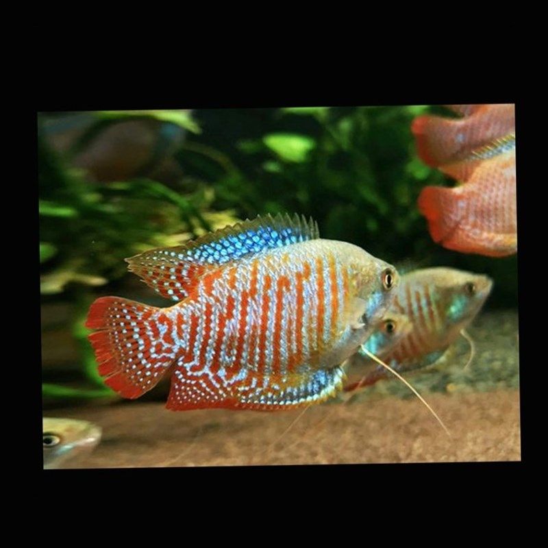 活体鱼曼龙鱼七彩丽丽手热龙鱼小型曼带鱼观赏鱼金鱼练鱼鱼不打氧