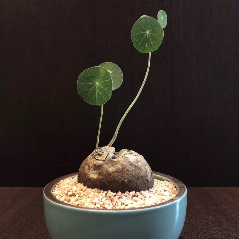 素可泰积雪球ste珍haqnia er立cta泰国e枝山乌龟p奇块根多肉植物