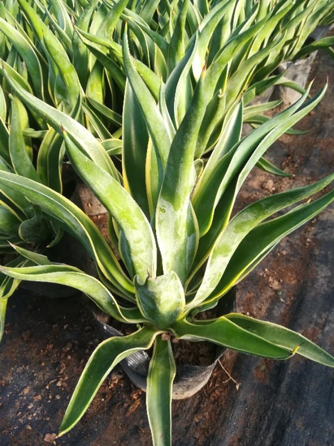 金边龙舌兰盆栽多肉植物虎皮兰绿植花卉室内办公室阳台种植盆栽