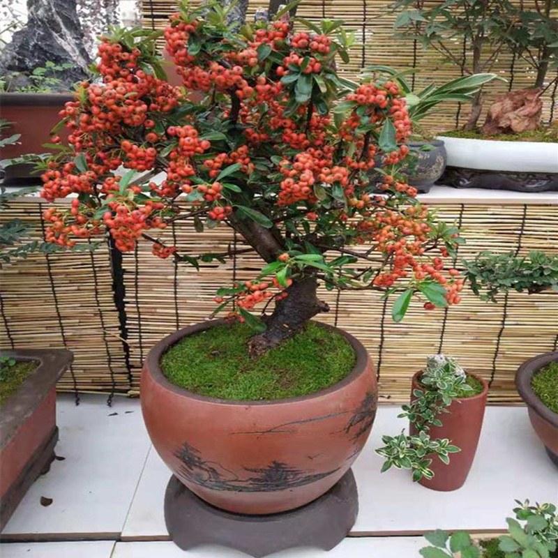 火棘盆景老桩家放盆栽植物客厅家养植物大盆栽客厅适合放卧室观.