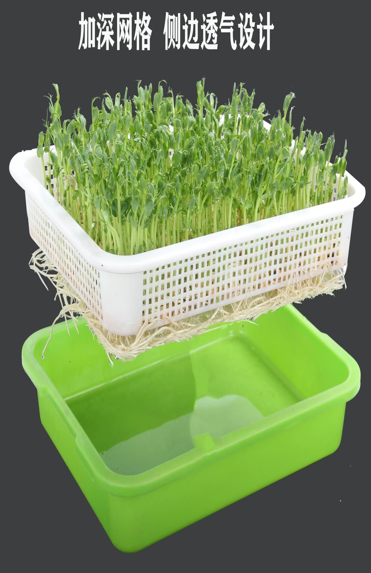 小麦苗种植盘芽苗菜育苗盘图片