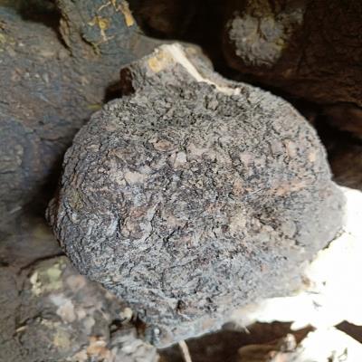 10麻梨疙瘩原木原料 麻梨底座 奇石底座 茶台杯垫花盆支架 摆件饰品树