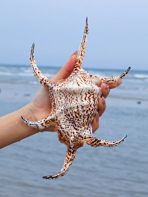 六角螺超大海螺天然贝壳创意礼品地中海风情家居摆件鱼缸造景装饰