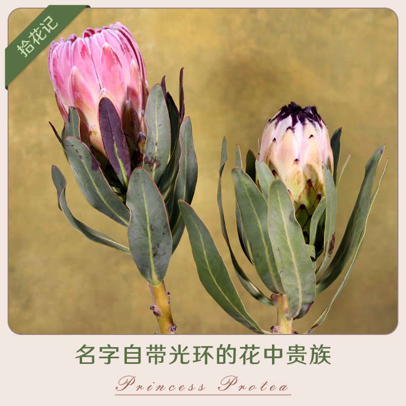 拾花记 小公主花维纳斯冰雪皇后 南非进口花材帝王花云南昆明直发