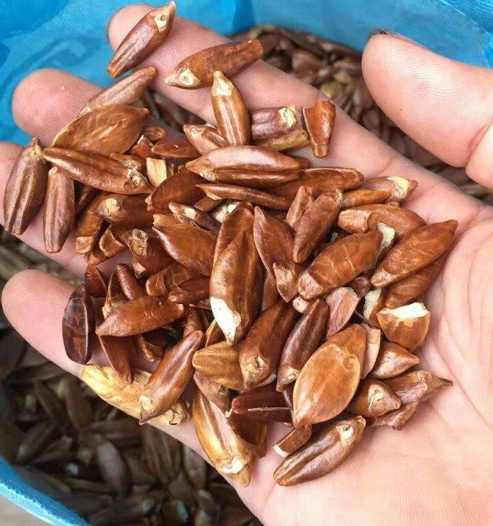 广州皇上皇酒家五仁月饼老式传统中秋节广东广式叉烧火腿伍仁散装