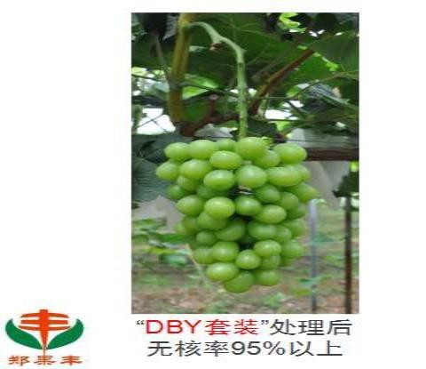 新款果树研究所阳关玫k瑰葡萄酸用D4Y无核处理农硕B%赤霉专农资。