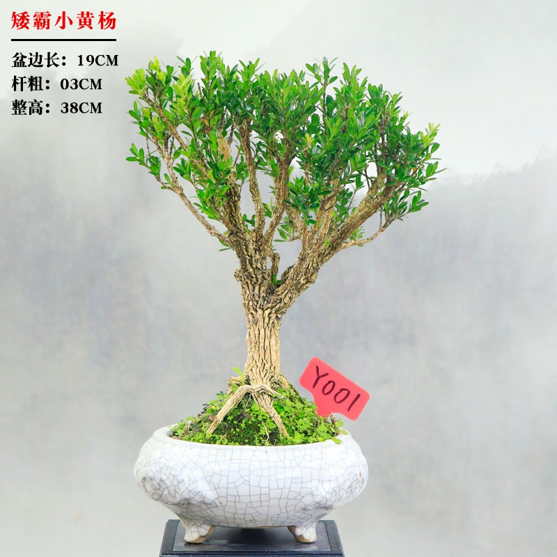 新品一物一拍精品矮霸老桩小黄杨盆景桌面盆栽四季常青送礼