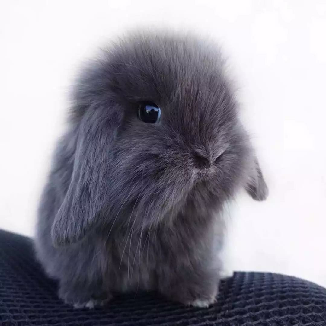 热销折耳兔活体