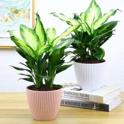 办公室盆栽小叶万k年青植物盆栽四季常青斑马大叶万年青盆栽水养