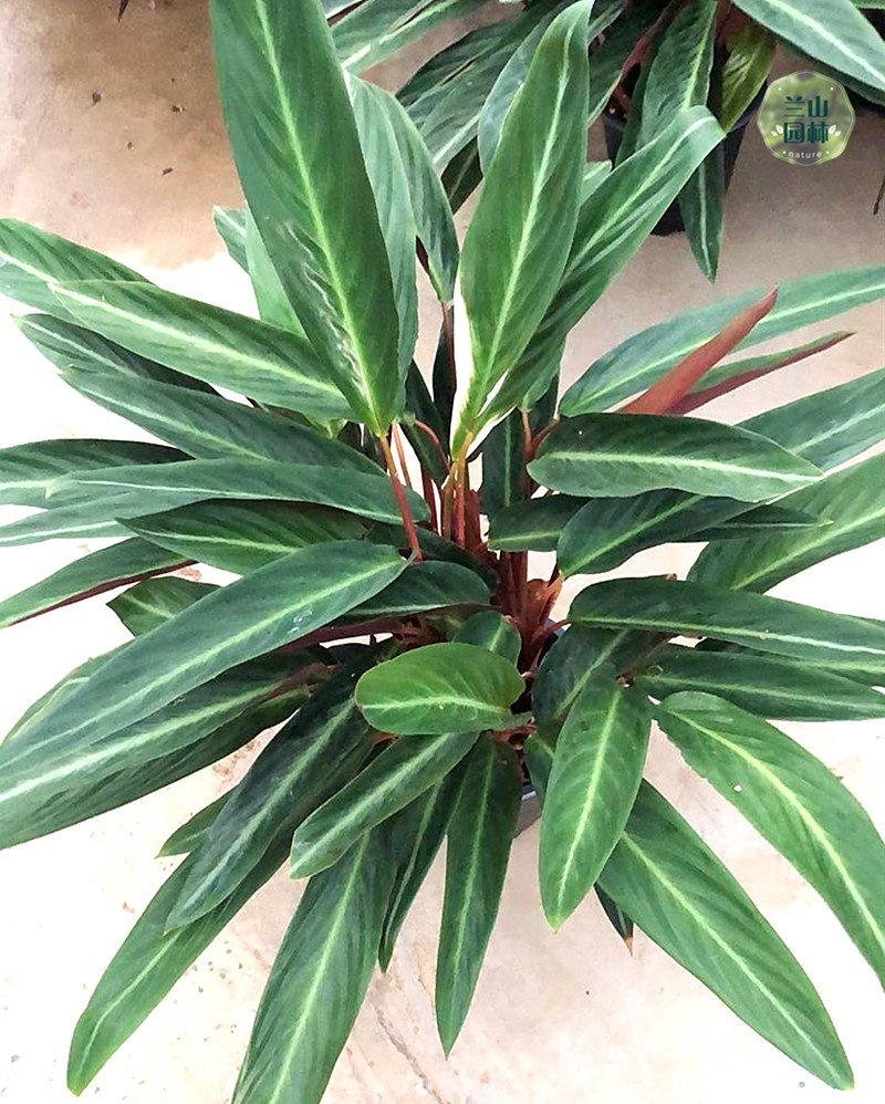 墙上绿室挂墙墙壁花架水培植物a壁挂墙面装饰卧花客厅玻璃花盆萝