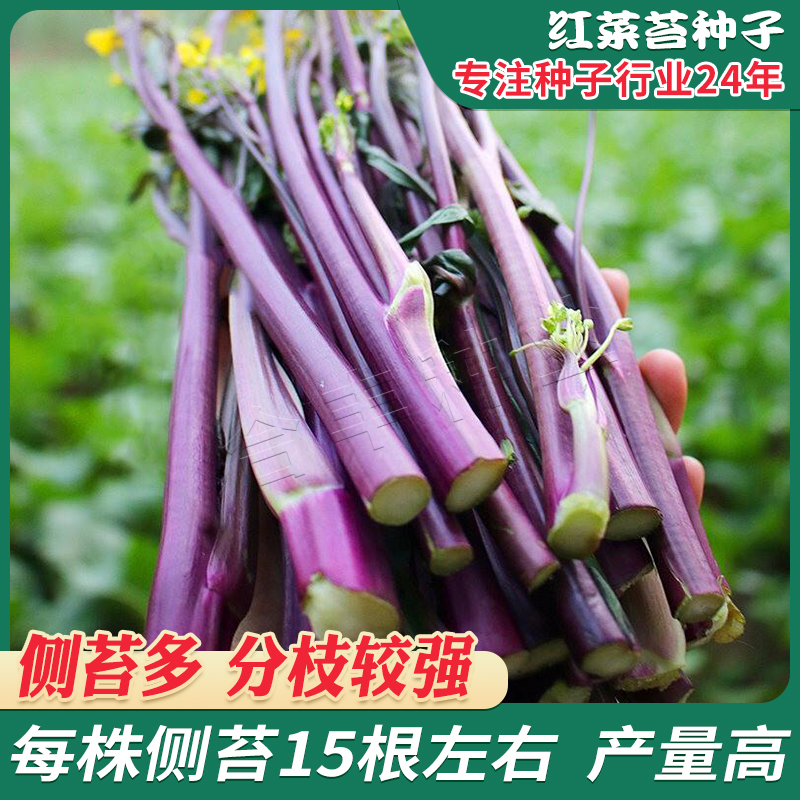 四季紫色红菜苔种籽菜苔种孑广东甜菜心菜花菜种子农家青菜苔盆栽