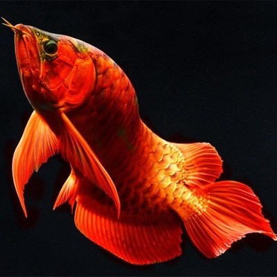 鱼苗观赏鱼红龙鱼苗淡q水鱼观赏淡水鱼观赏龙鱼鱼苗热带观赏鱼小