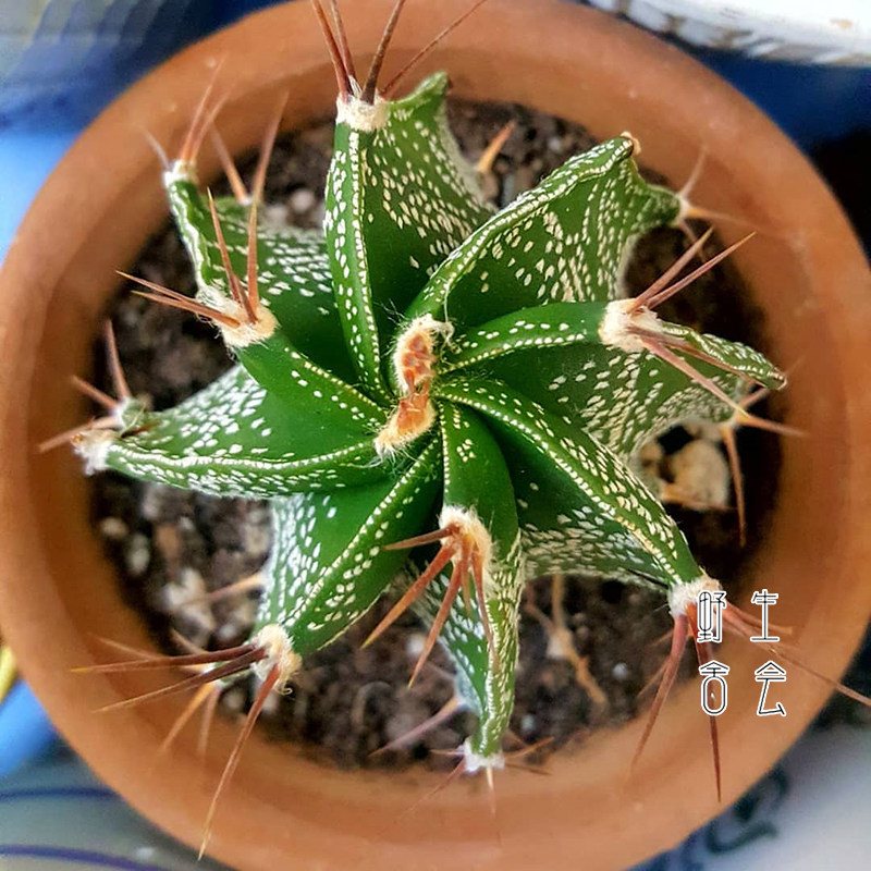 般若实生仙人球植物盆栽室内花卉多肉肉懒人桌面防辐射稀有绿植