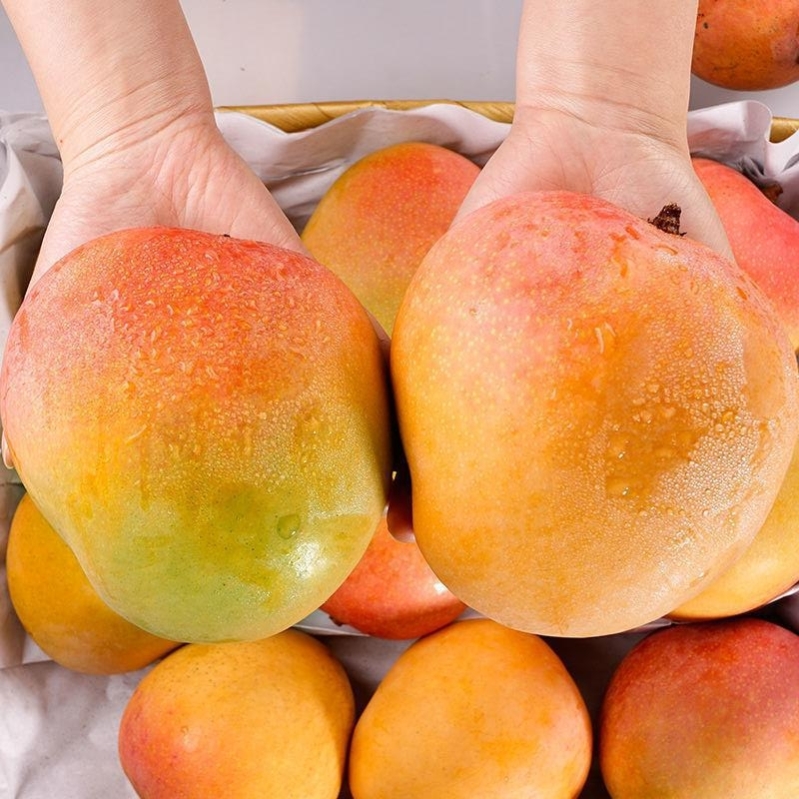 越南澳洲澳芒当季新鲜10斤装包邮热带农产品香芒纯甜非海南贵妃芒