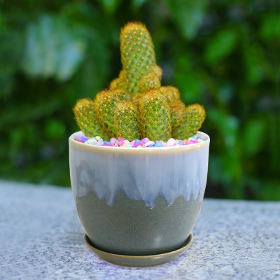 成都仙人球小盆栽仙人掌玉翁金虎万重山金手指防辐射花卉盆栽b多