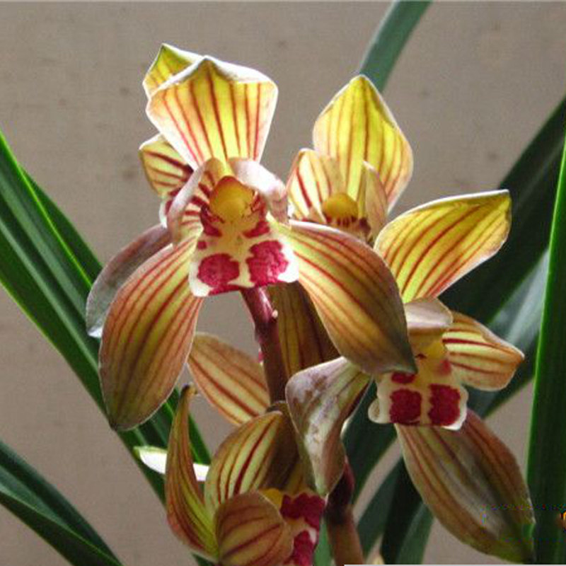 花苞春剑铭品双富贵富贵兰兰花盆栽花卉