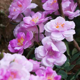 仿真蔷薇花藤假花藤条门头装饰造景客厅吊顶玫瑰花塑料藤蔓假植物