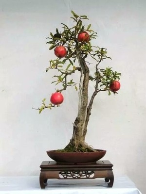 小品盆景叶石榴盆景微型迷你型红灯笼掌上桌面开花结果小盆栽绿植