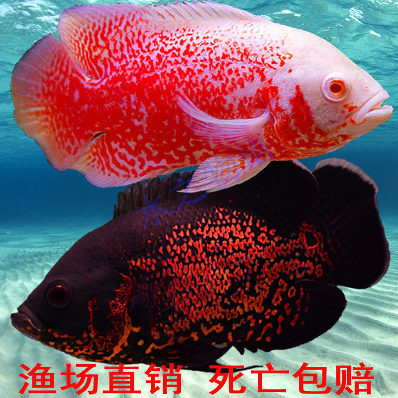 热带观赏鱼大地图鱼小苗鱼苗活鱼养不死血麒麟白血混养黑猪仔鱼