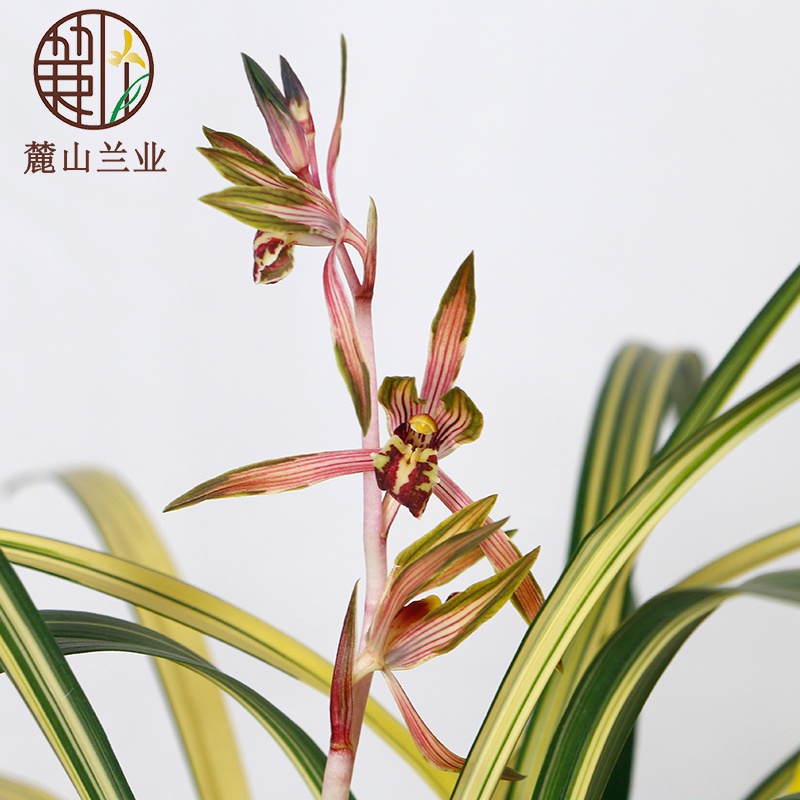 新品名贵兰花墨兰带花苞兰阳之松室内浓香型奇花叶艺铭品花卉绿植