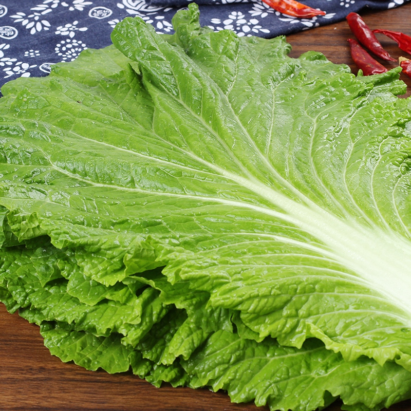 现摘白菜叶东北大白菜叶打饭包蘸酱蔬菜包饭新鲜20叶/份送酱即食