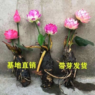 睡连花草大睡莲花鱼缸睡莲根块池塘带花苞四季盆栽水培植物庭院大