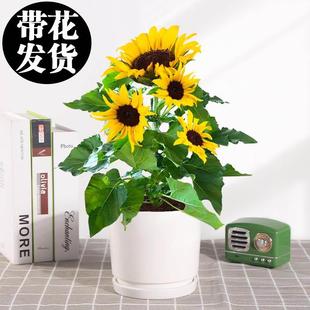 向日葵鲜花盆栽带花室内客厅花卉四季开花植物光辉岁月庭院小绿植