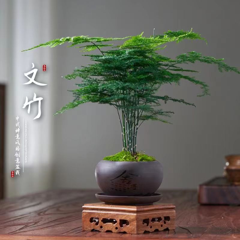 【精品】文竹盆栽植物室内净化空气办