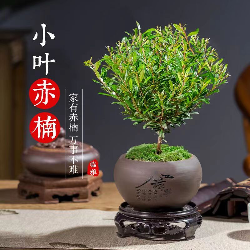 小叶赤楠老桩盆栽盆景迷你植物室内花