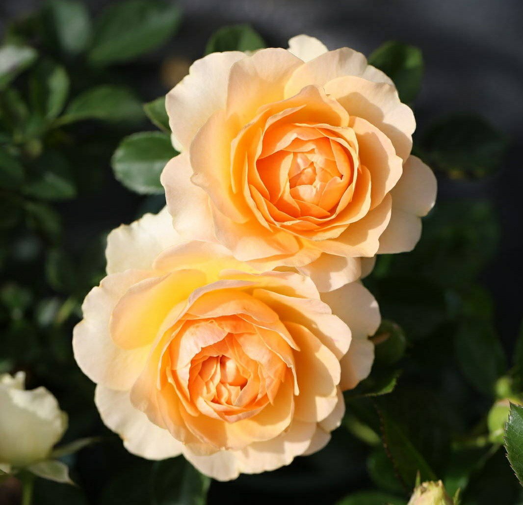 木星王阳台月季花苗盆栽特大花浓香月季庭院窗台四季勤花玫瑰花苗