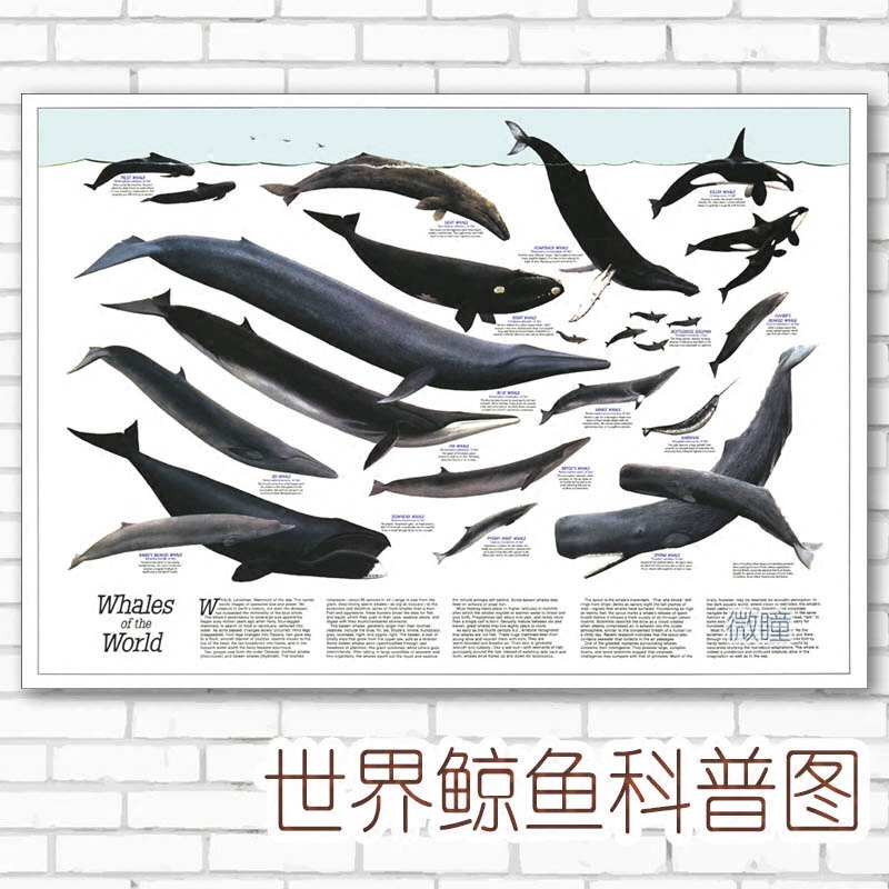 超大幅布海报世界鲸鱼分类科普图客厅油画布装饰画包邮