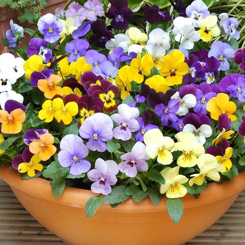 夏堇盆栽花苗阳台庭院花园花坛多年生角堇小兔子花卉四季开花植物