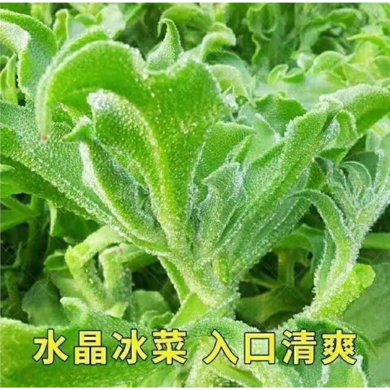 冰菜种子四季播种冰草农家蔬菜水晶菜新鲜盆栽菜种子耐寒耐旱高产