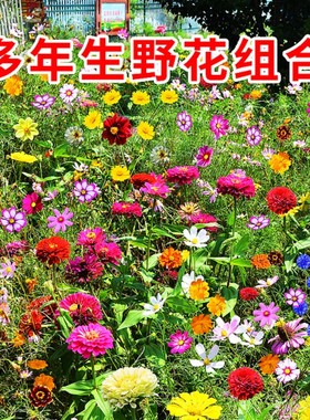 户外庭院组合花籽易活一年四季都开花室外春季播种花种子大全花子